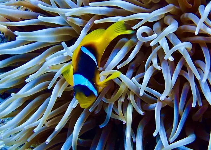 Azur Dream By The Sea * Hurghada